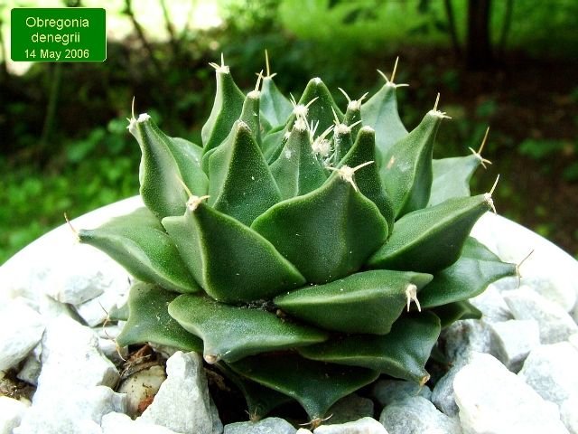 Obregonia _denegrii _01